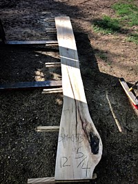 Ambrosia Maple